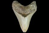 Fossil Megalodon Tooth - North Carolina #108890-1